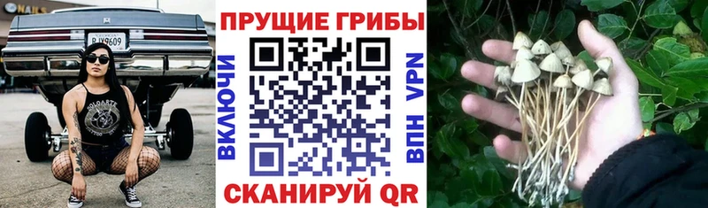 Псилоцибиновые грибы Cubensis  купить  сайты  Бодайбо 